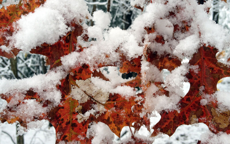 Snow-covered Oak Leaves
