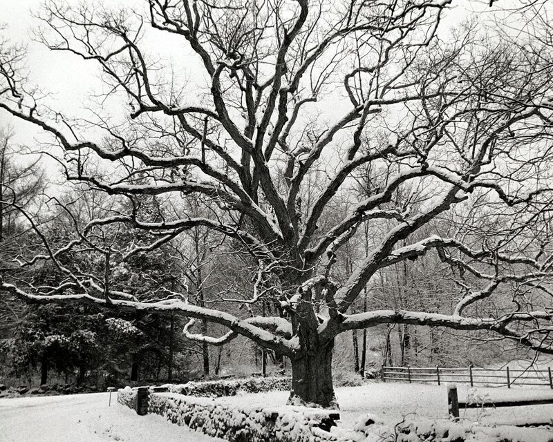 Snow-covered Oak Tree — Black, Serene