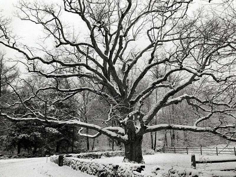 Snow-covered Oak Tree — Black