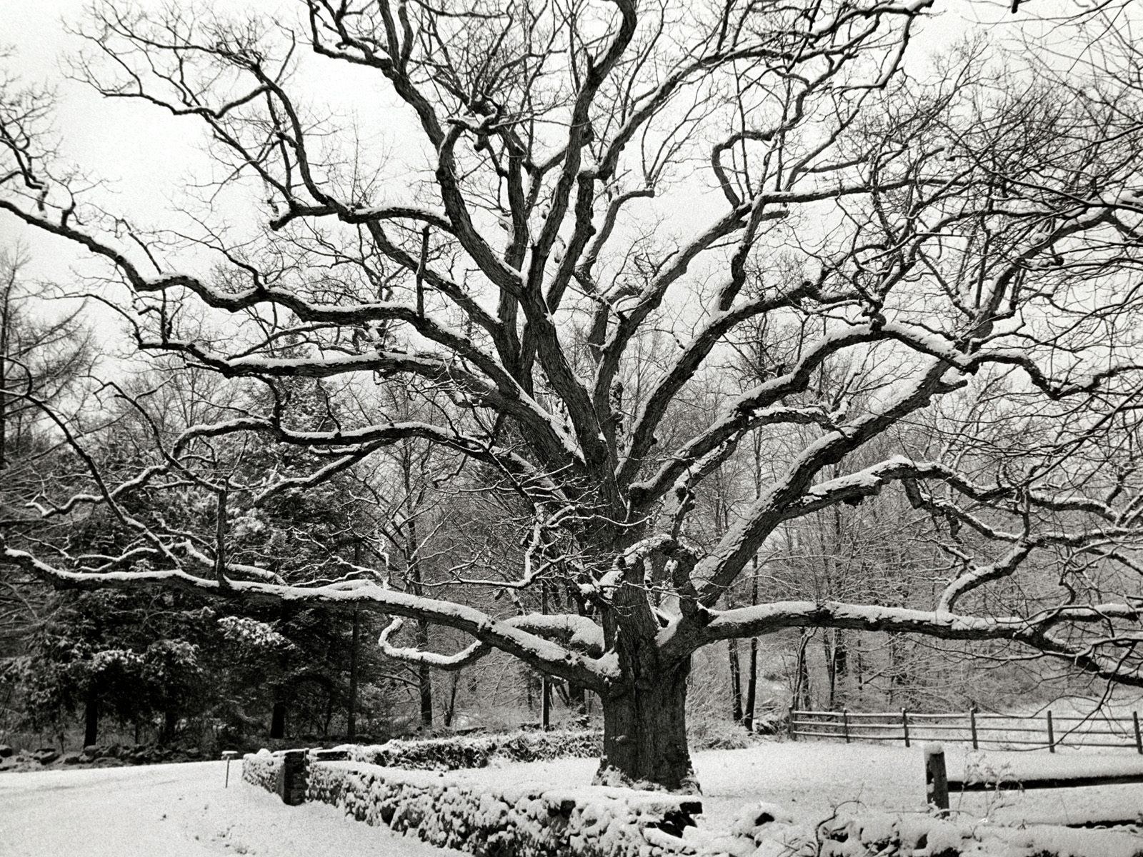 Snow-covered oak tree in winter