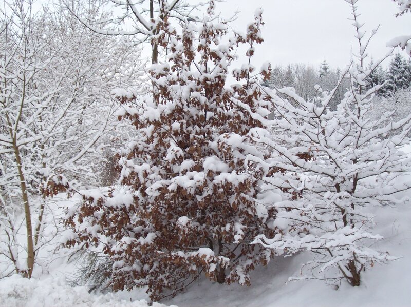Snow-covered Oak Tree