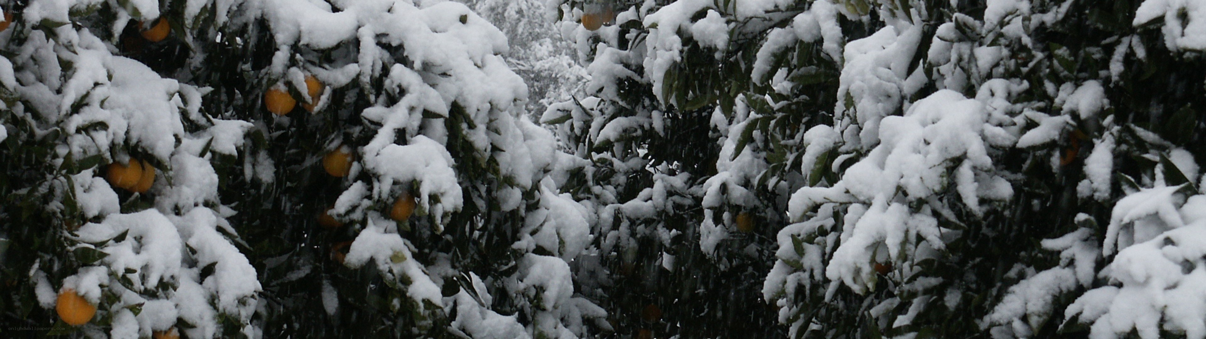 Snow-covered orange trees