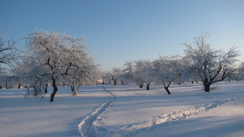 Snow-covered orchard in winter