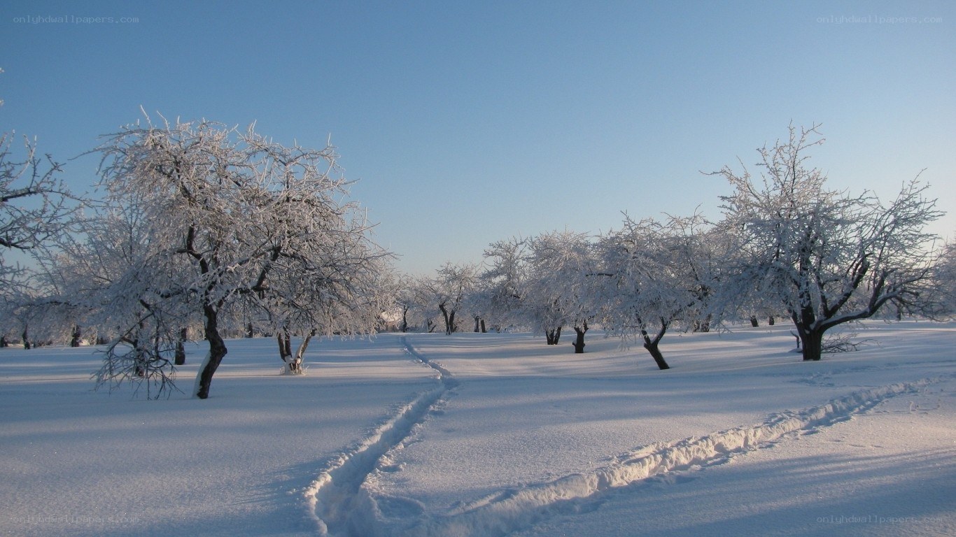 Snow-covered orchard in winter