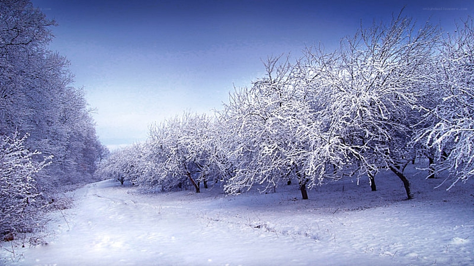 snow-covered orchard path