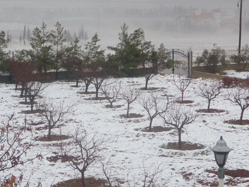 Snow-covered Orchard