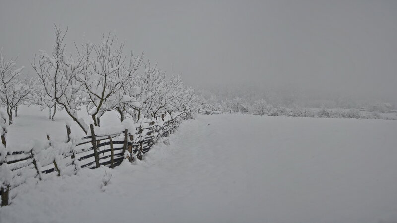 Snow-covered Orchard — White, Cold