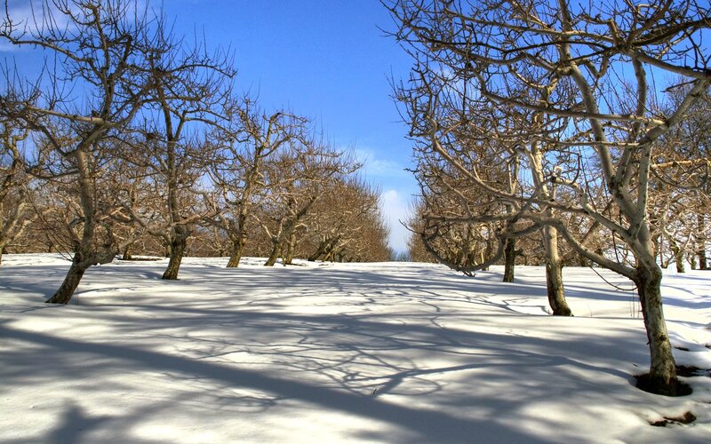Snow-covered Orchard — White