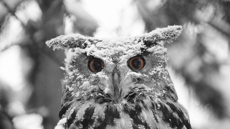 Snow-covered Owl — Black