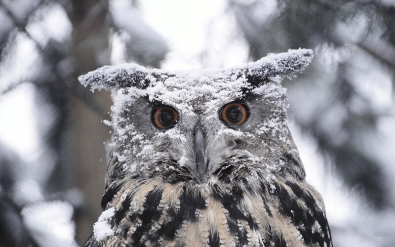 Snow-covered Owl — Gray, Calm