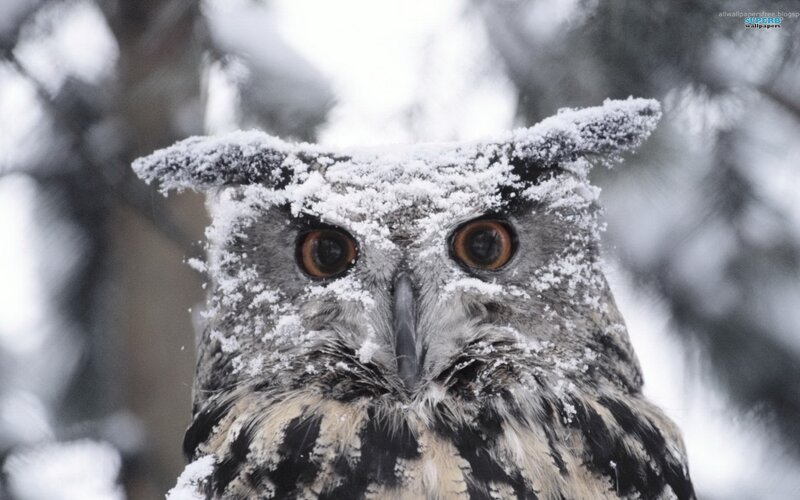 Snow-covered Owl — Gray