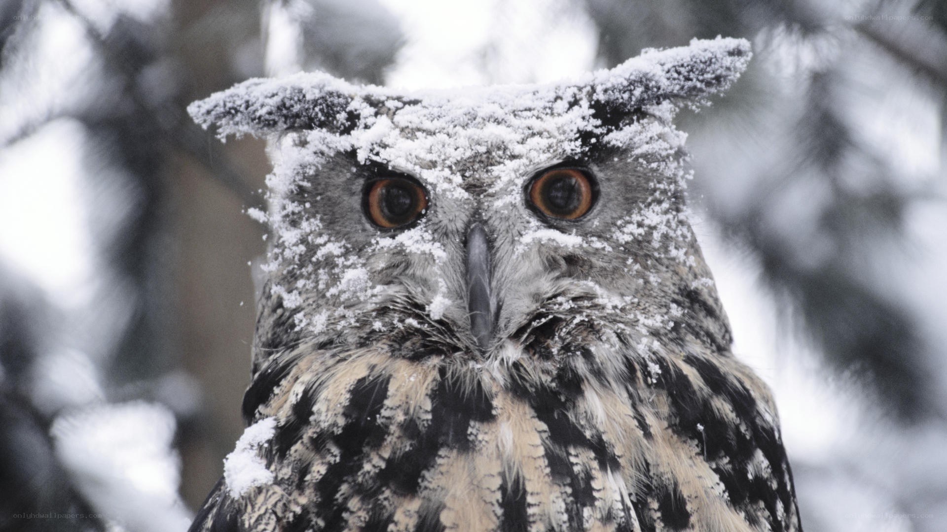 snow-covered owl in winter