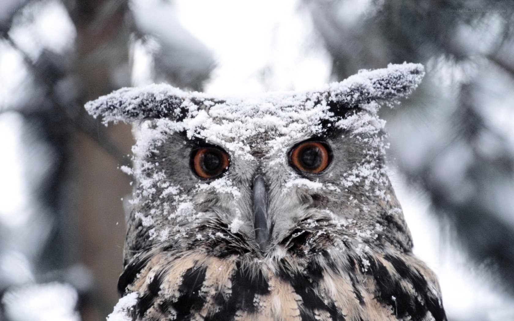 snow-covered owl in winter