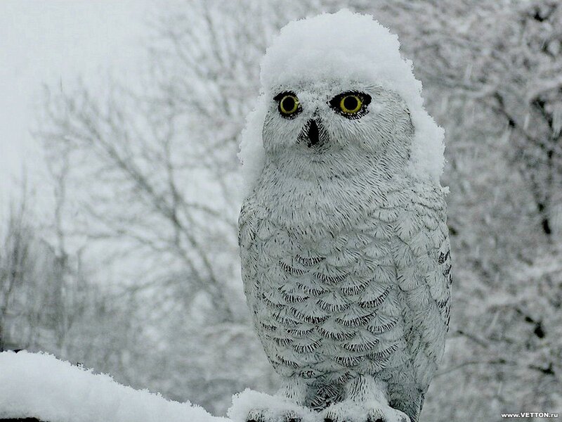 snow-covered owl in winter