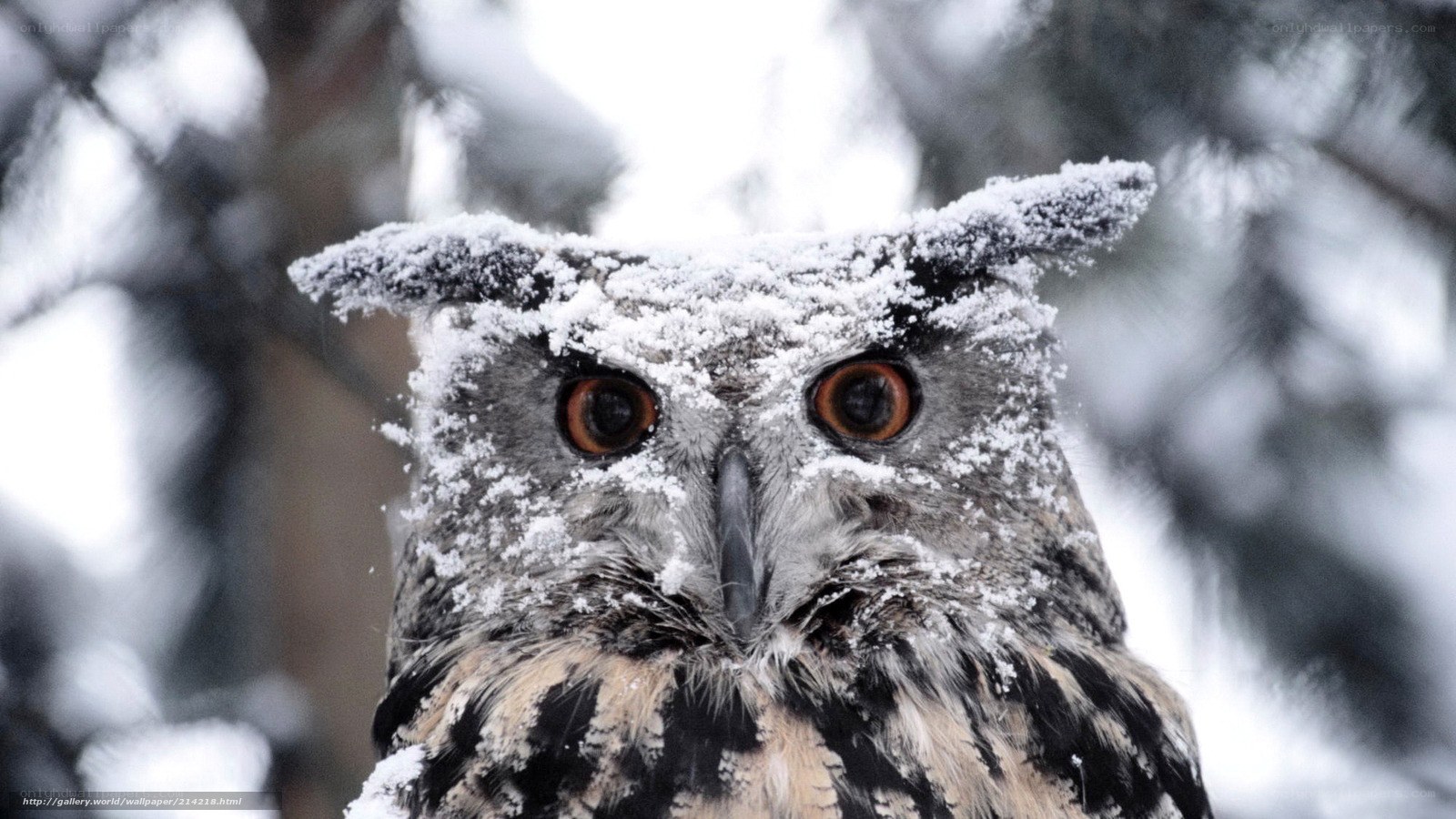 Snow-covered owl in winter