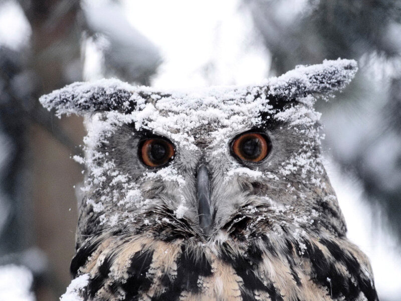 Snow-covered Owl — White