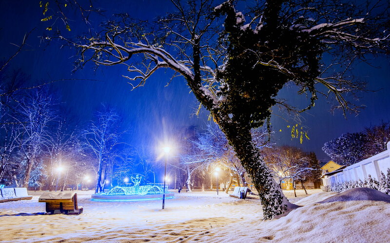 Snow-covered Park at Night — Blue, Serene, Photograph, Tree
