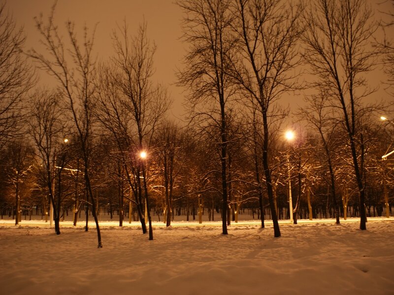 Snow-covered Park at Night — White, Calm, Photograph