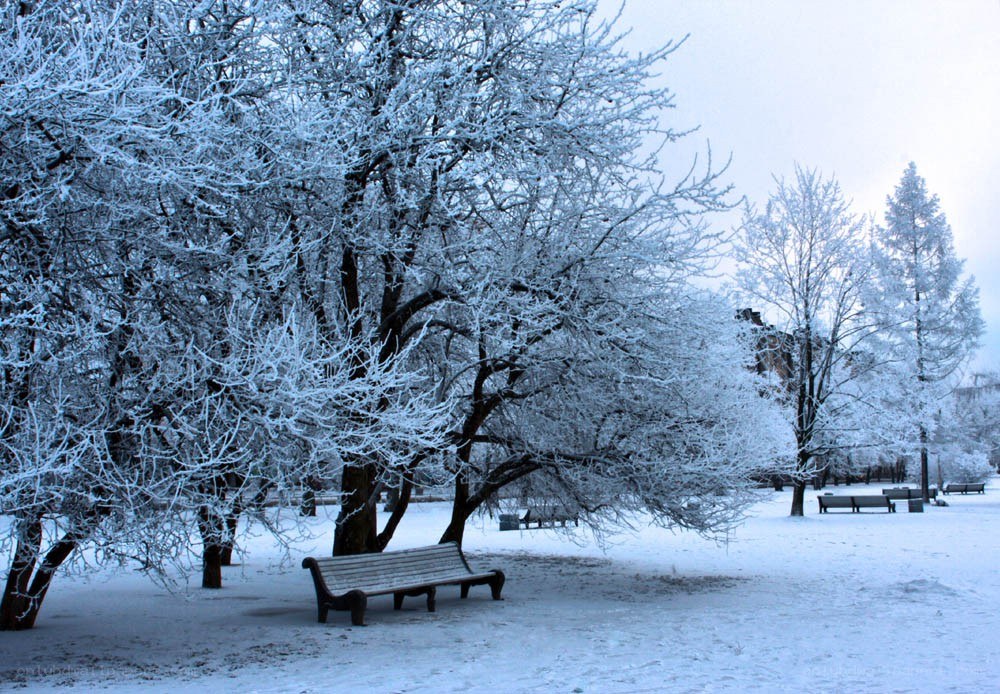 Snow-covered park bench
