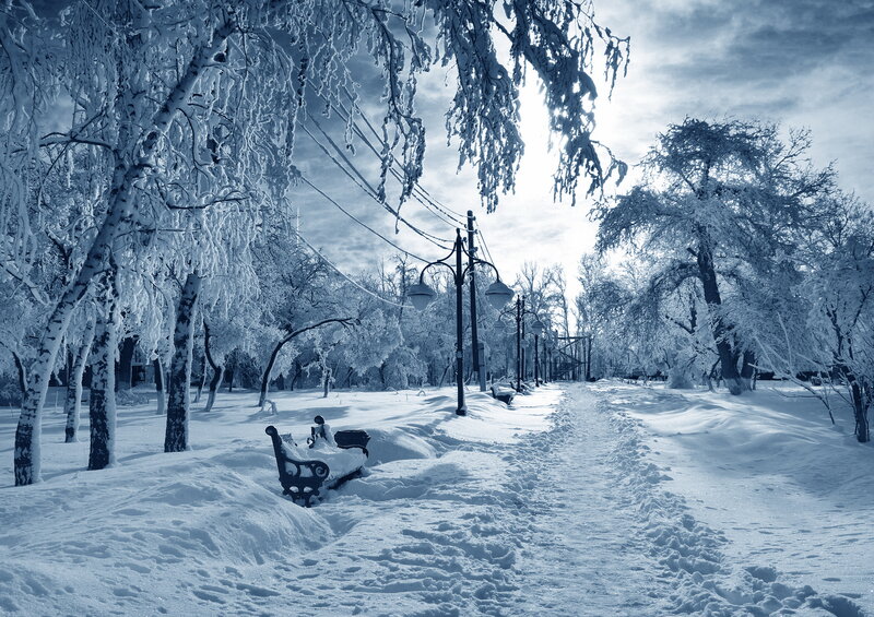 Snow-covered Park Bench — Blue, Serene, Winter, Photograph, Trees