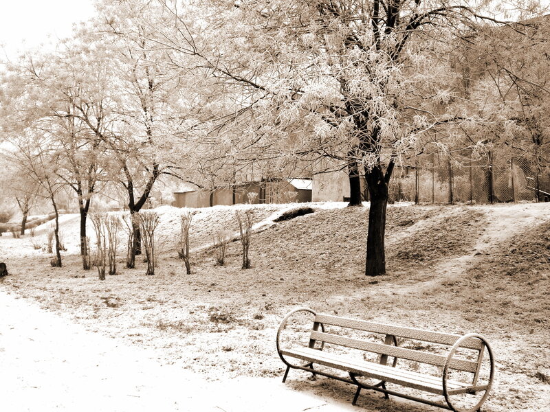 Snow-covered Park Bench — White, Quiet, Winter, Photograph, Trees