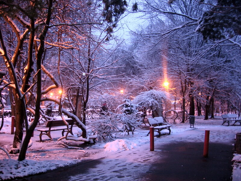 Snow-covered Park Bench — White, Serene, Night, Photograph, Trees