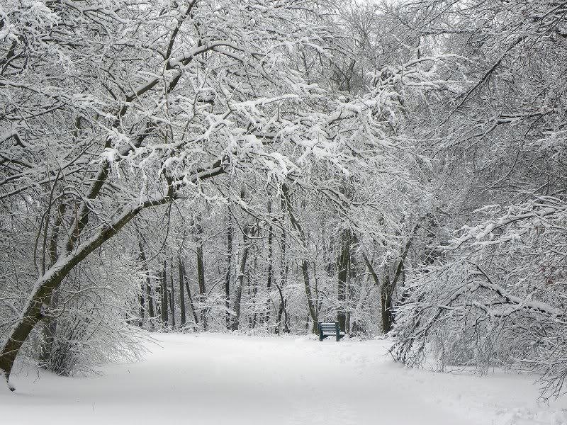 Snow-covered Park Bench — White, Serene, Winter, Photograph