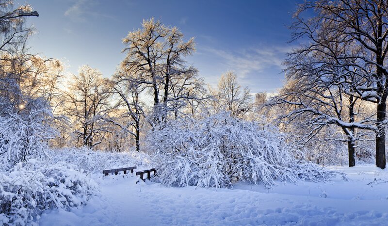 Snow-covered Park Bench — White, Serene, Winter, Photograph, Trees, Bushes