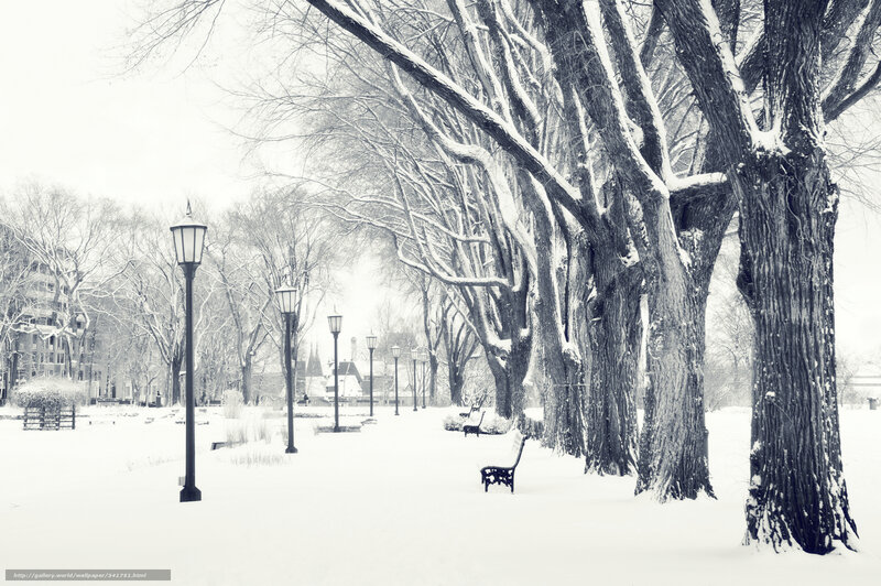 Snow-covered Park Bench — White, Serene, Winter, Photograph, Trees, Lampposts, Buildings