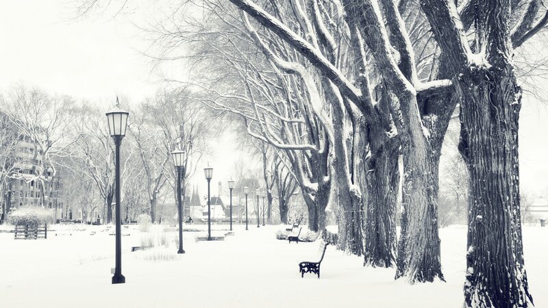 Snow-covered Park Bench — White, Serene, Winter, Photograph, Trees, Lampposts, Snow