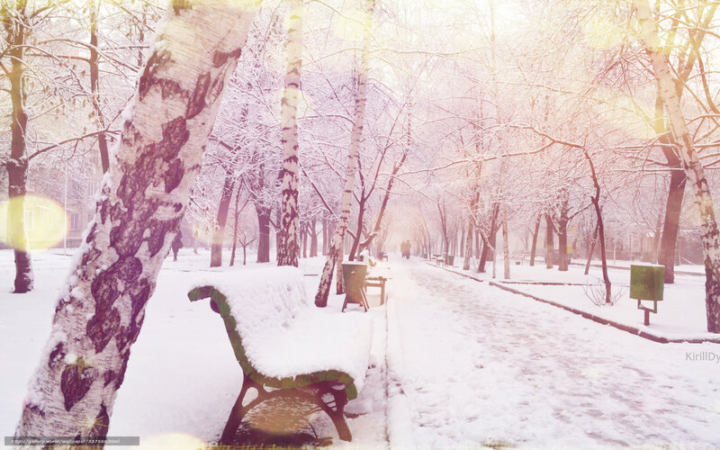 Snow-covered Park Bench — White, Serene, Winter, Photograph, Trees, Path, Trash Can