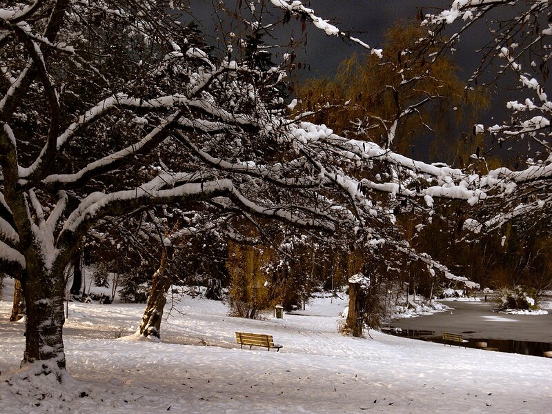Snow-covered Park Bench — White, Serene, Winter, Photograph, Trees, Pond