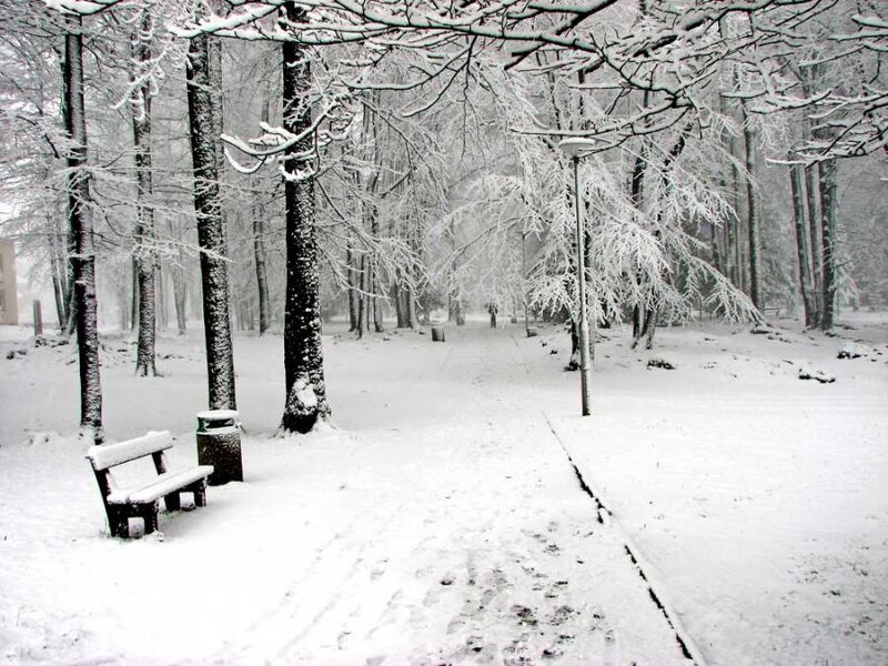 Snow-covered Park Bench — White, Serene, Winter, Photograph, Trees