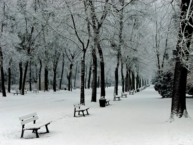 Snow-covered Park Benches — White, Serene