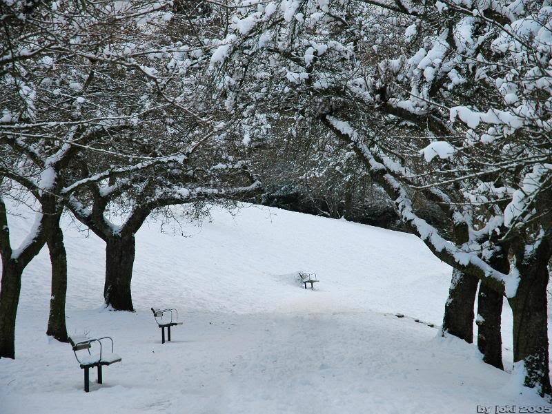Snow-covered Park Benches — White