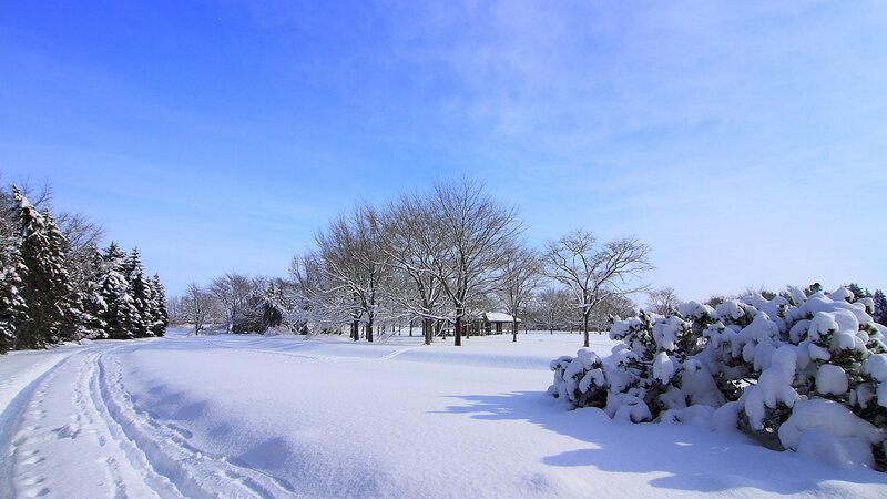 Snow-covered Park — Blue, Serene, Winter, Photograph, Trees