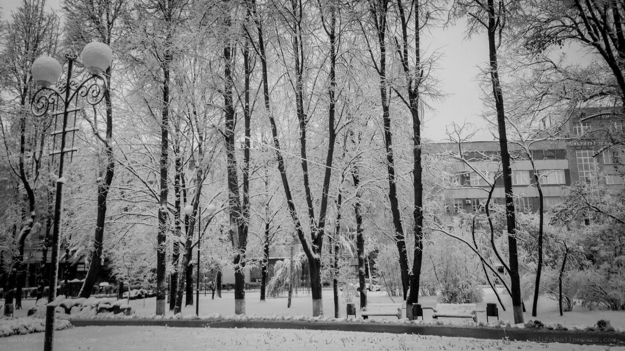 Snow-covered park in winter