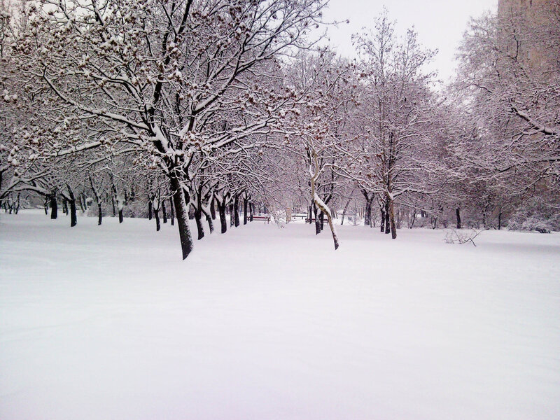 Snow-covered park in winter