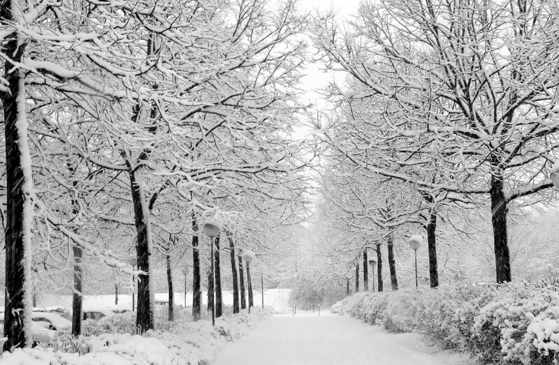 Snow-covered Park Path — Black, Serene, Winter, Photograph, Trees