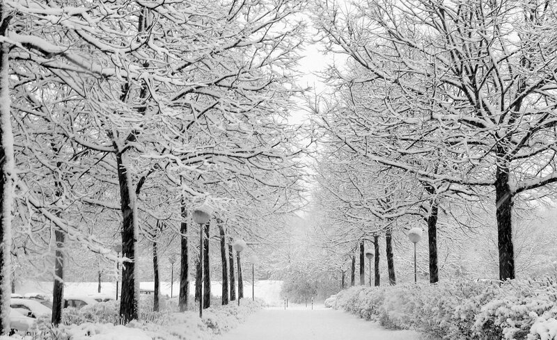 Snow-covered Park Path — Black, Serene, Winter