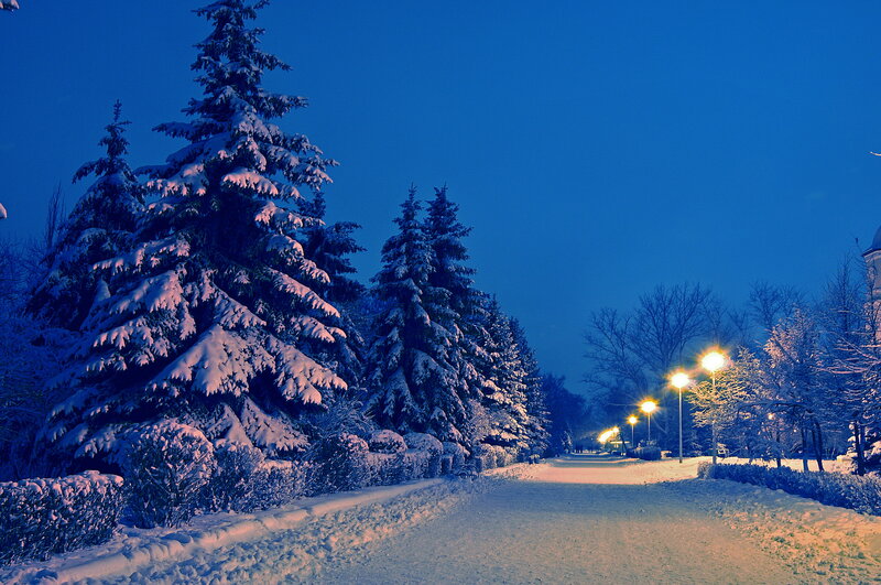 Snow-covered Park Path — Blue, Serene, Night, Photograph, Trees, Streetlights, Snow