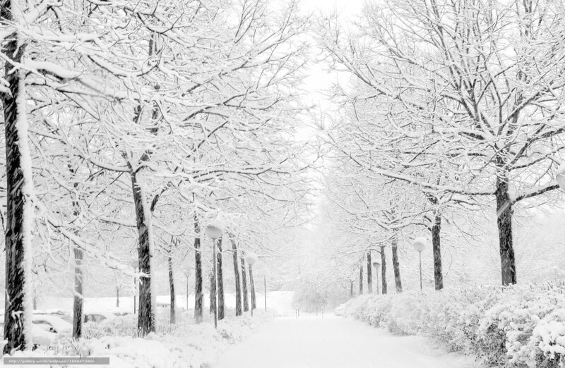 Snow-covered Park Path — White, Serene, Winter, Photograph
