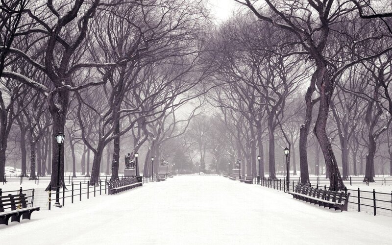 Snow-covered Park Path — White, Serene, Winter, Photograph, Trees, Benches, Fences