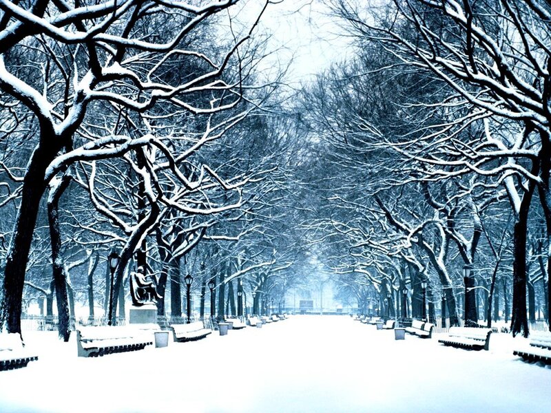 Snow-covered Park Path — White, Serene, Winter, Photograph, Trees, Benches, Statue, Lampposts