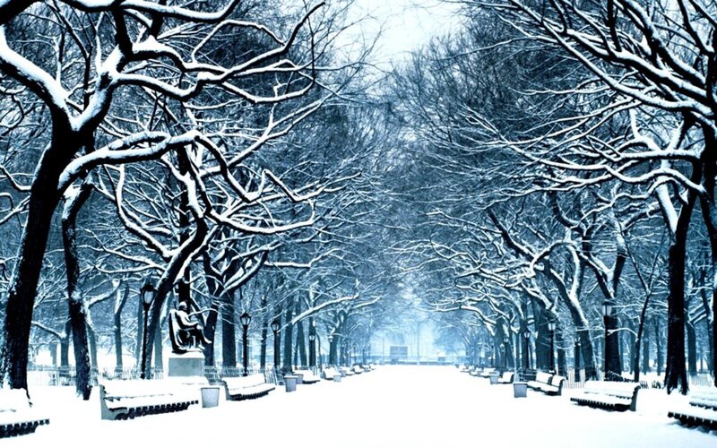 Snow-covered Park Path — White, Serene, Winter, Photograph, Trees, Benches, Statue