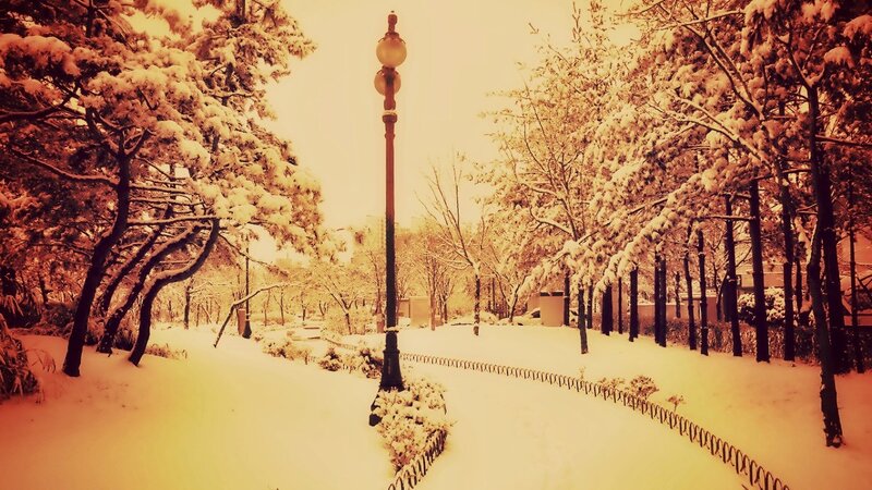 Snow-covered Park Path — White, Serene, Winter, Photograph, Trees, Lamppost