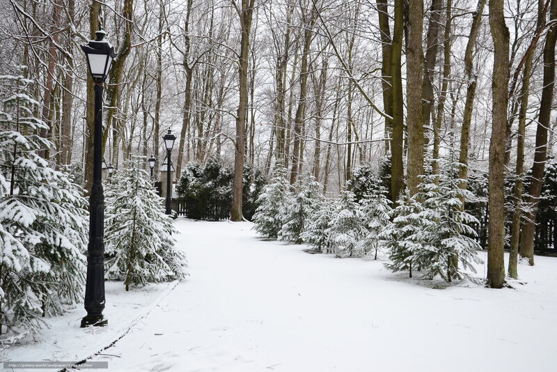Snow-covered Park Path — White, Serene, Winter, Photograph, Trees, Lampposts