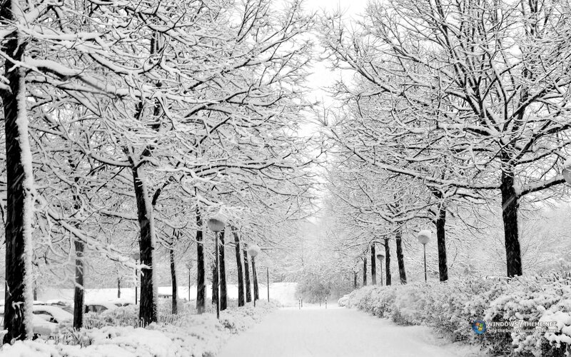 Snow-covered Park Path — White, Serene, Winter, Photograph, Trees