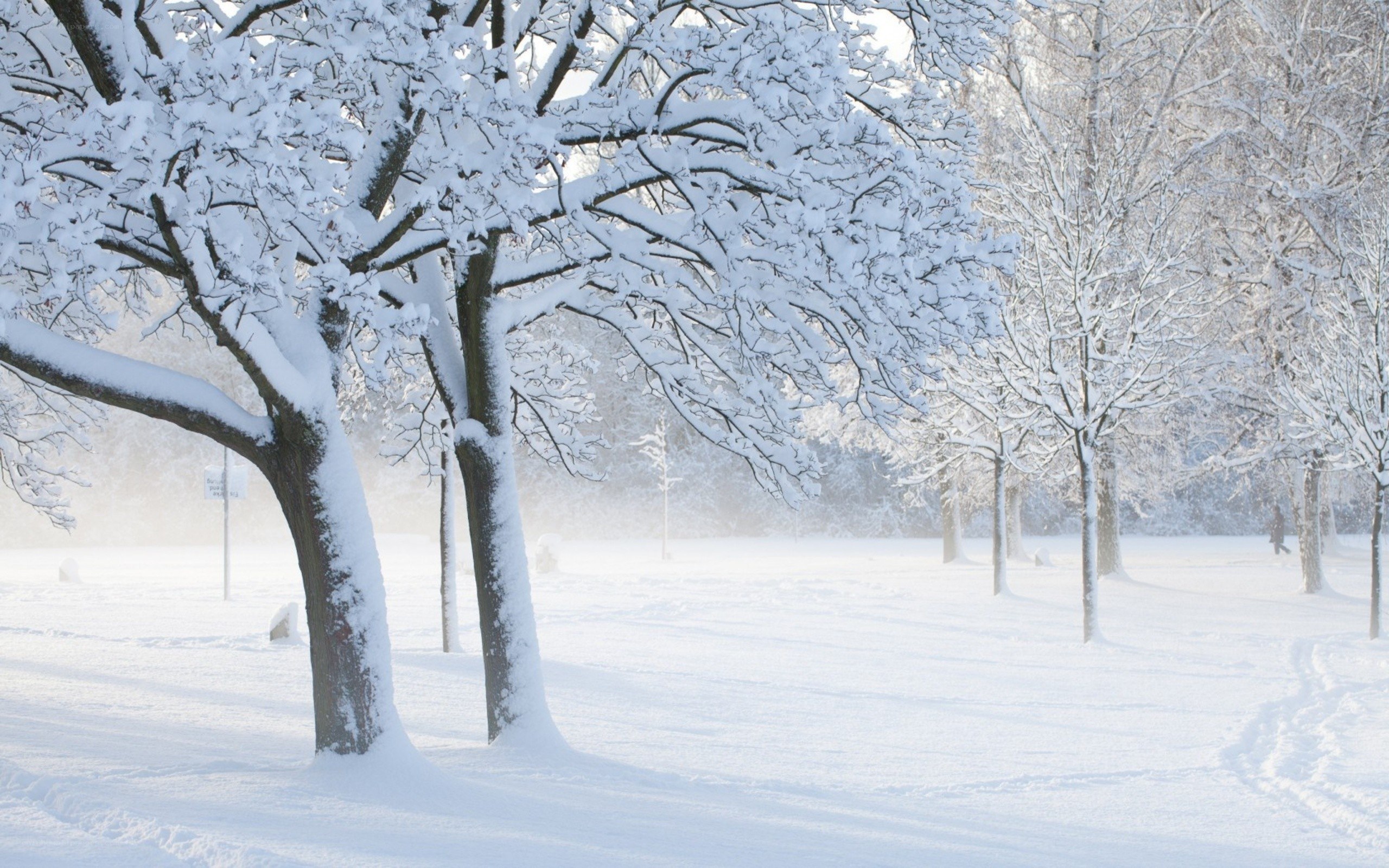 Snow-covered park trees