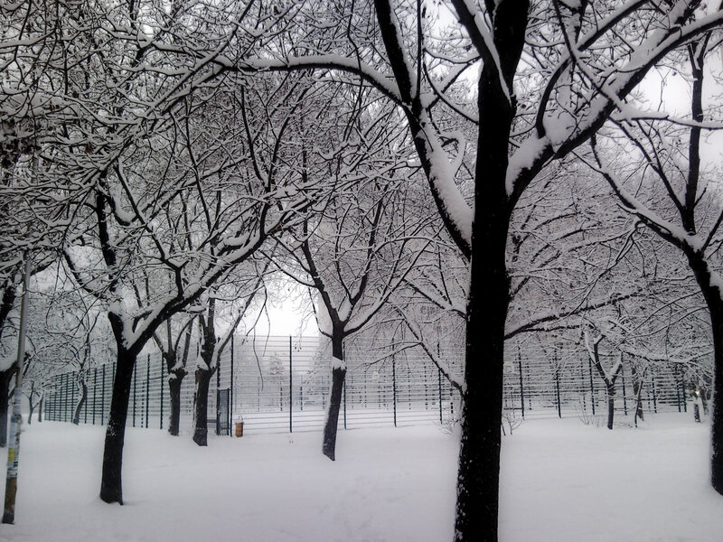 Snow-covered park trees